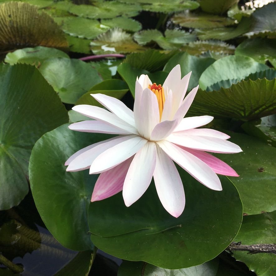 Flor de loto